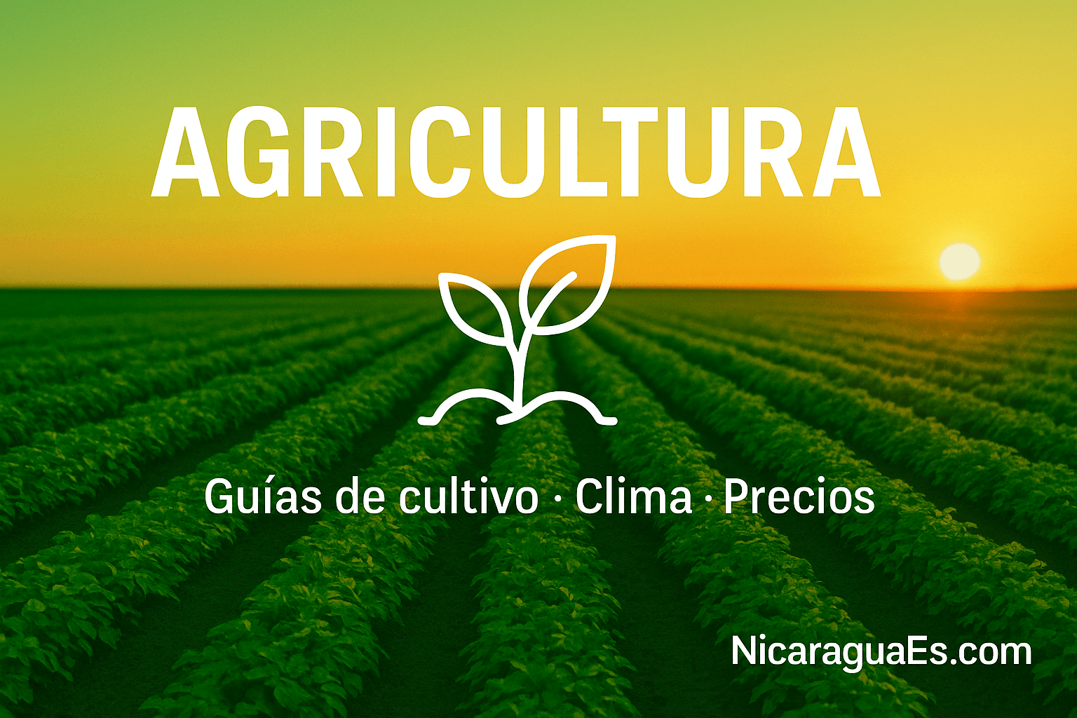 Agricultura en Nicaragua cultivos café maíz