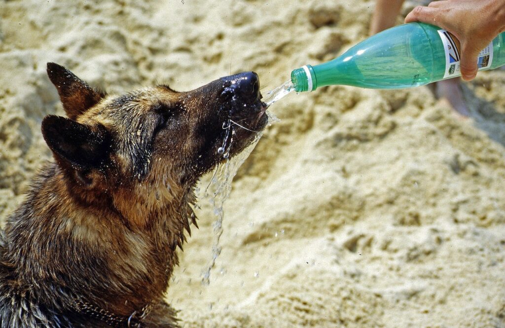 Perro bebiendo agua en un día caluroso