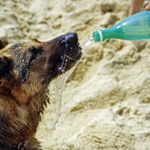 Perro bebiendo agua en un día caluroso